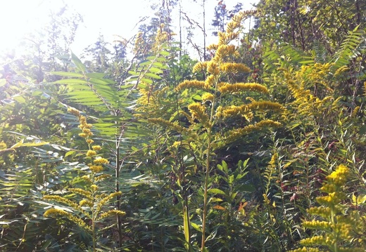 Auxier Ridge, a year after the fire